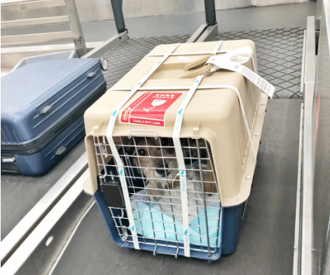 西藏宠物托运 宠物托运公司 机场宠物托运 宠物空运